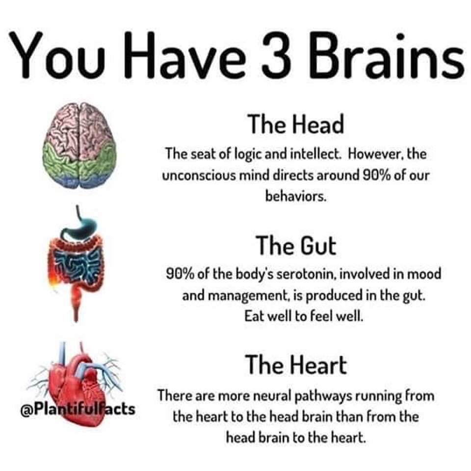 Your Three Brains